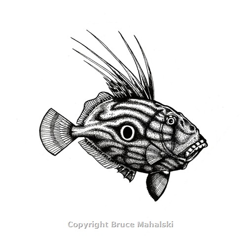 014 - John Dory